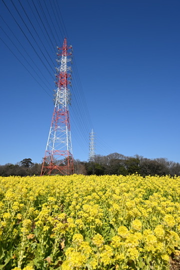 Nanohana flower field at Aichi Farm
