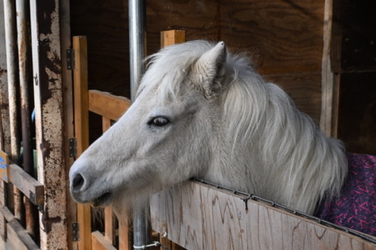White pony at Aichi Farm